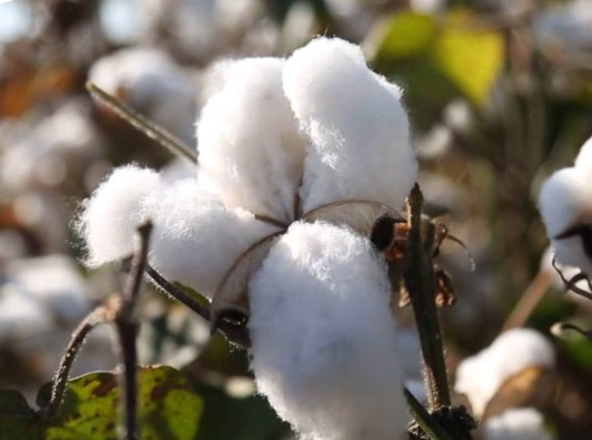 Cotton